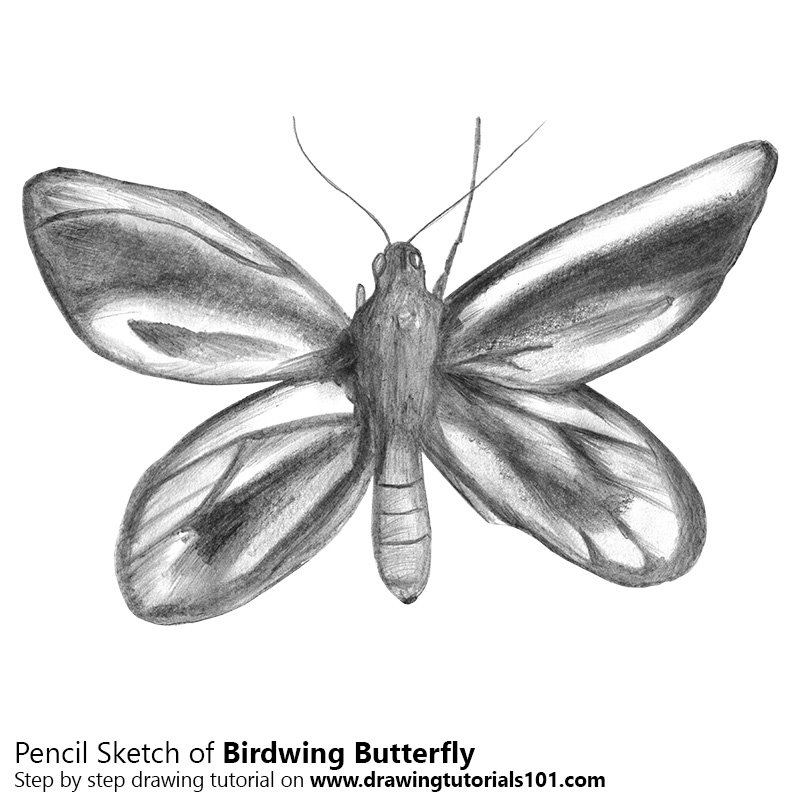 Step By Step 3D Butterfly Drawings In Pencil / DOWNLOAD Drawing