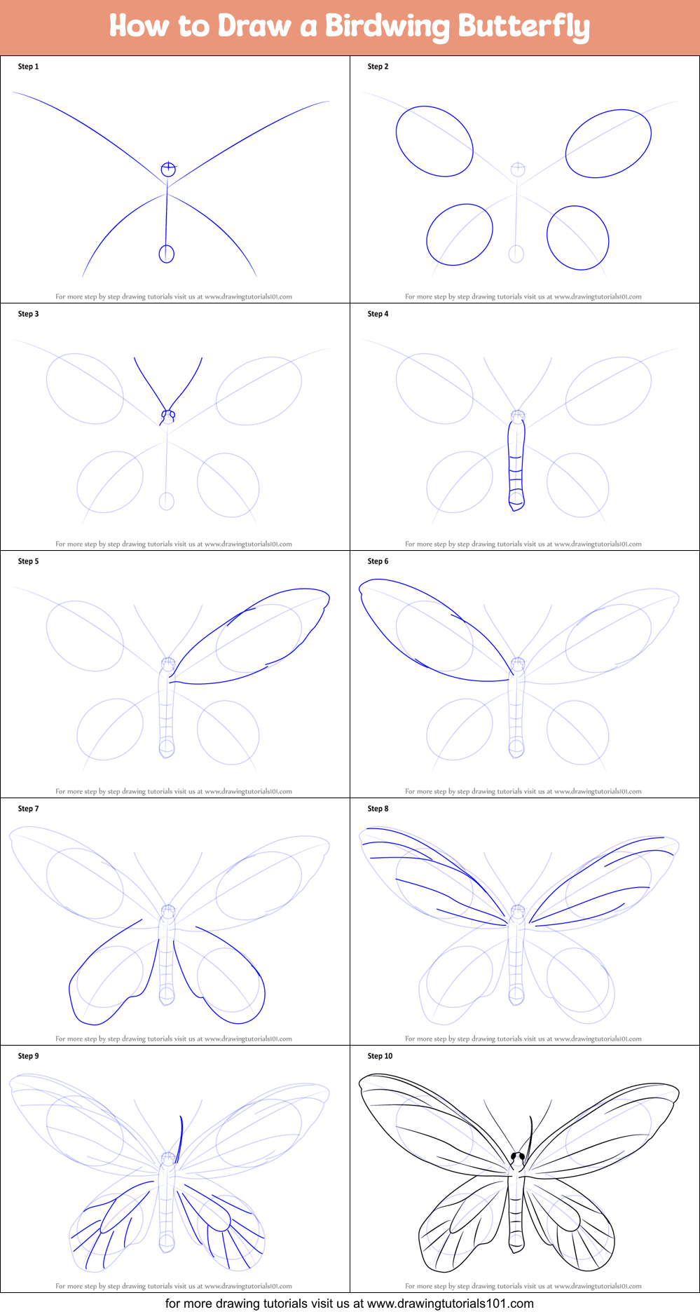 How to Draw a Birdwing Butterfly Printable Step by Step