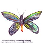 How to Draw a Birdwing Butterfly