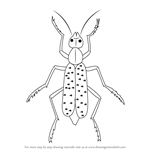 How to Draw a Blister Beetle