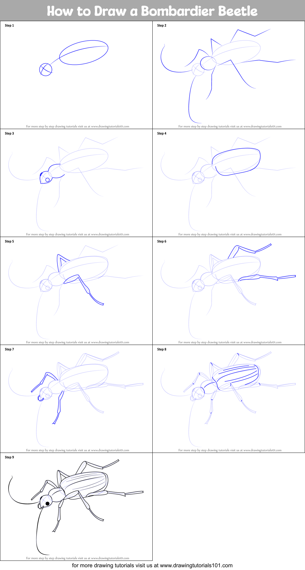 How to Draw a Bombardier Beetle Printable Step by Step