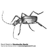 How to Draw a Bombardier Beetle