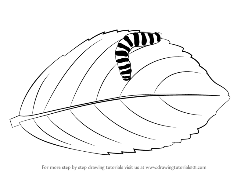 Download Learn How to Draw a Caterpillar on a Leaf (Insects) Step ...