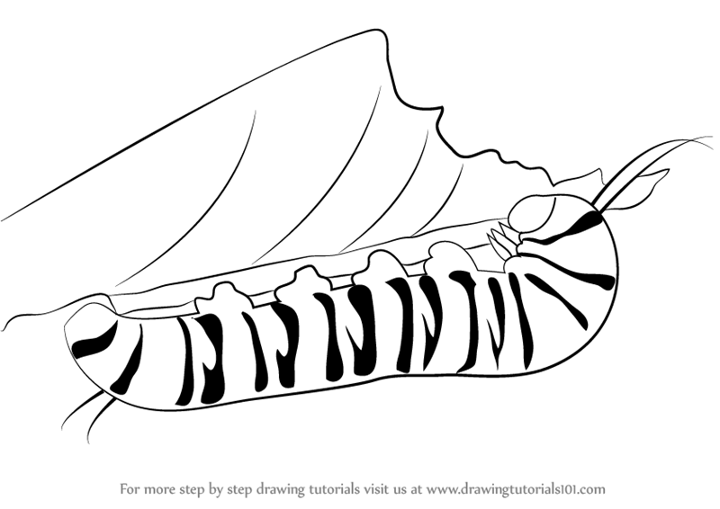 How to Draw a Caterpillar  Easy Drawing Art