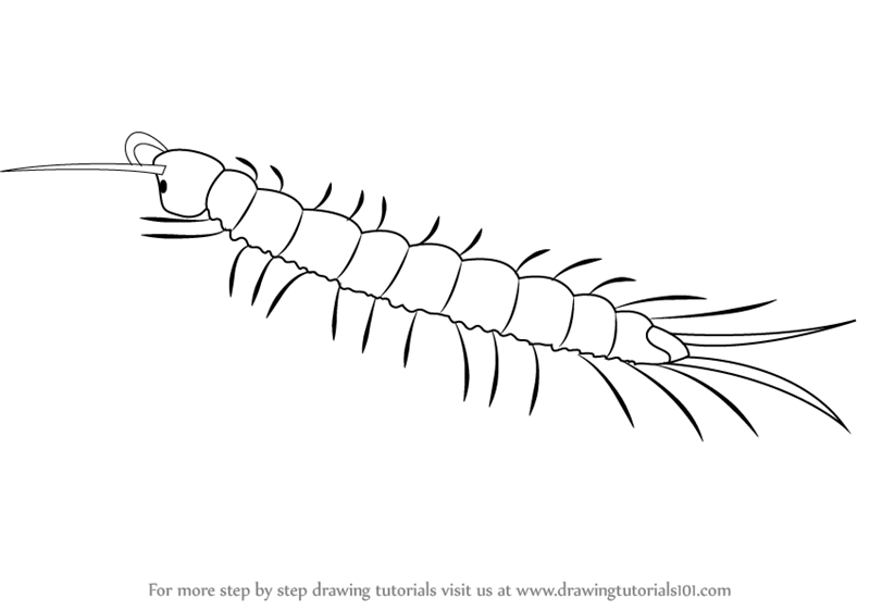 How To Draw A Centipede Insects Step By Step DrawingTutorials101 How To Draw A Centipede Insects Step By Step DrawingTutorials101