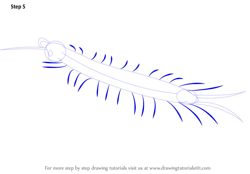Step by Step How to Draw a Centipede : DrawingTutorials101.com