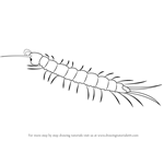 How to Draw a Centipede