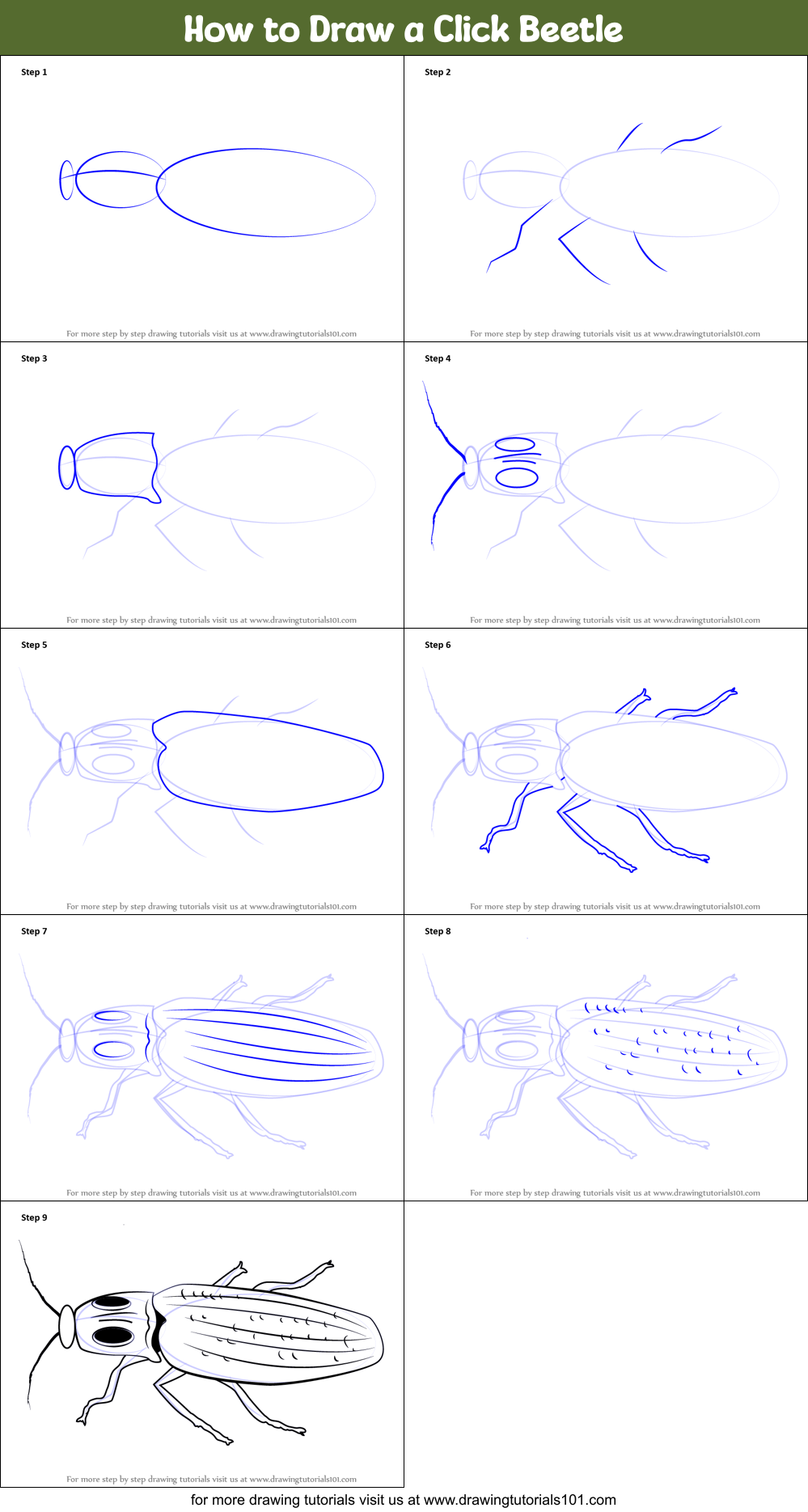 How to Draw a Click Beetle Printable Step by Step