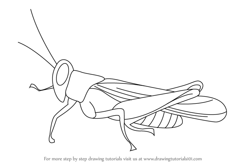 Susan Young Drawings - cricket