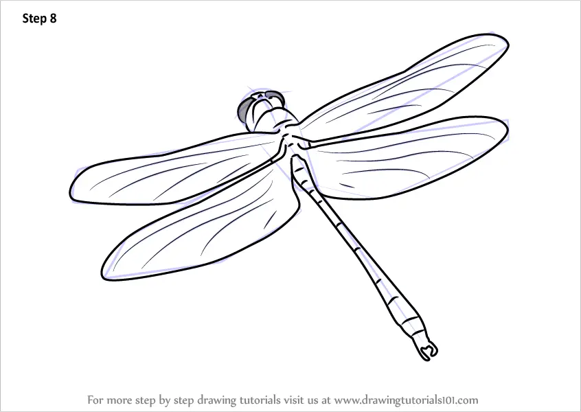 Learn How to Draw a Dragon Fly in Flight (Insects) Step by Step