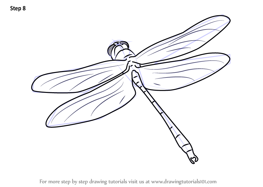 Learn How to Draw a Dragon Fly in Flight (Insects) Step by Step