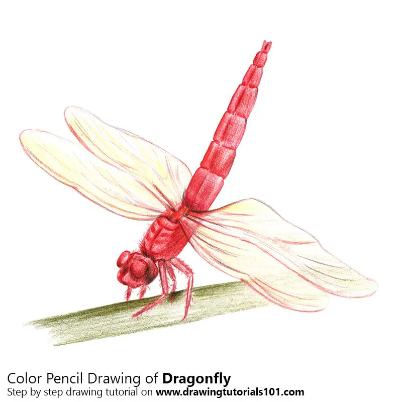 Dragonfly Color Pencil Drawing
