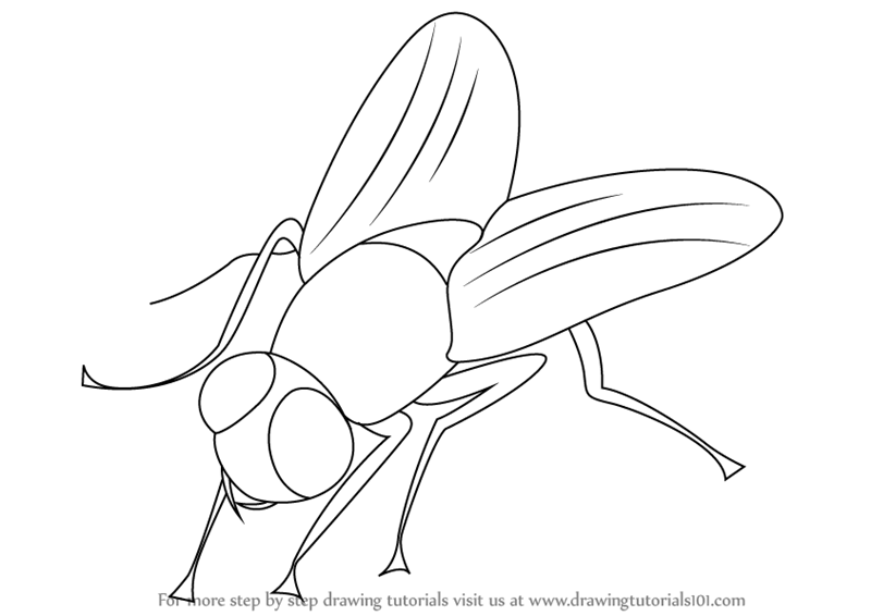 How To Draw Sketch of Fly Creation Step by Step Pencil Drawing of  Imaginary Insect Education for Artists Stock Vector  Illustration of  game skill 179724332