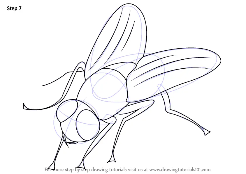 Learn How to Draw a Fly (Insects) Step by Step : Drawing Tutorials
