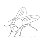 How to Draw a Fly