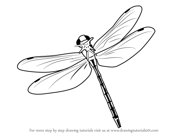 Dragonfly Wings Drawings