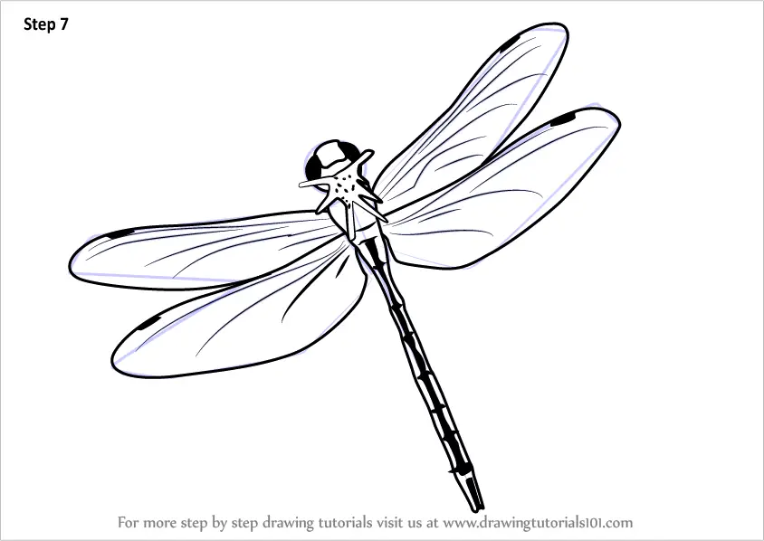 Learn How to Draw a Flying Dragonfly (Insects) Step by Step : Drawing  Tutorials