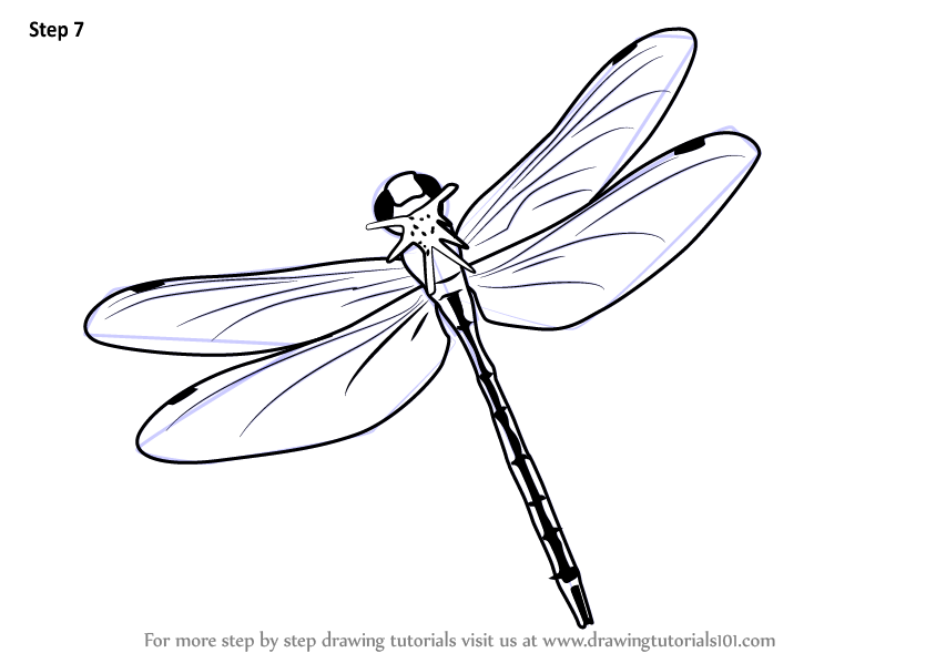 Learn How to Draw a Flying Dragonfly (Insects) Step by Step : Drawing