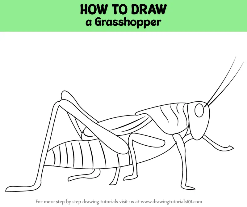 how to draw Grasshopper step 0 og