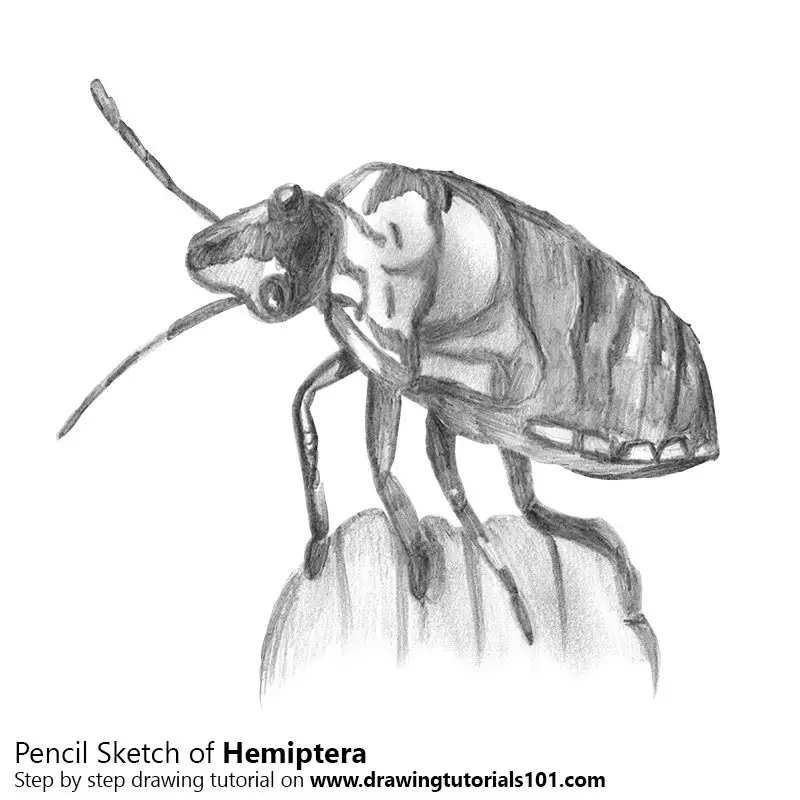 Pencil Sketch of Hemiptera - Pencil Drawing