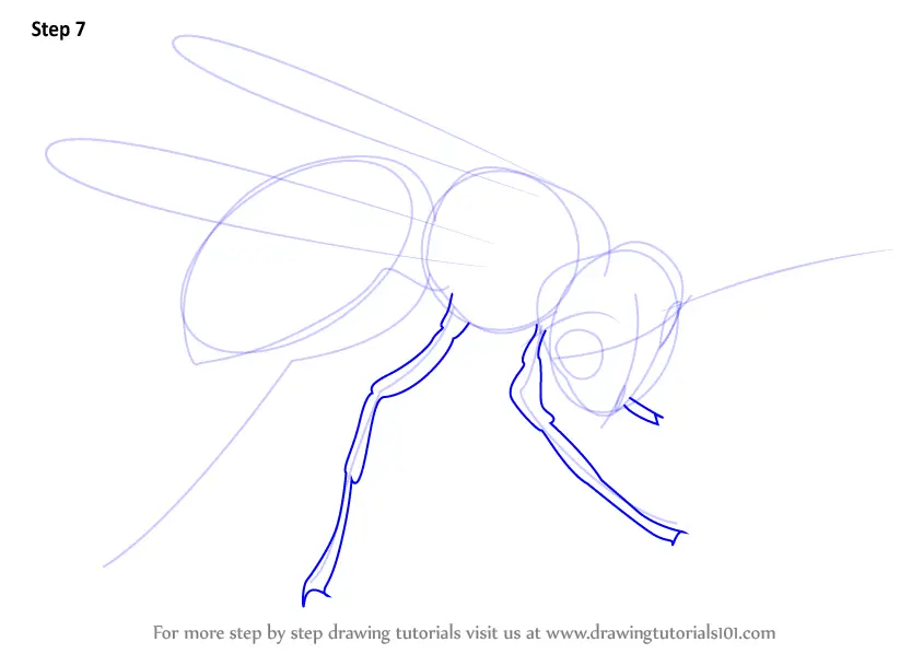 How to Draw an Asian Hornet