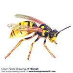 How to Draw a Hornet