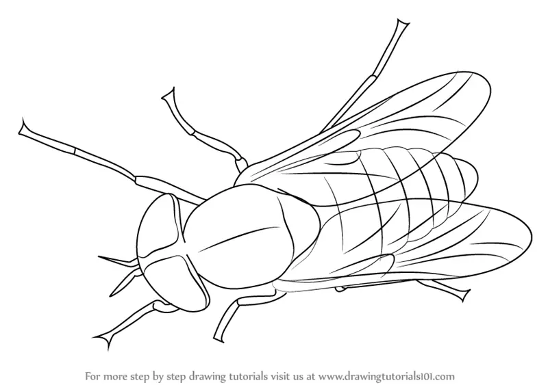Learn How to Draw a Horse-Fly (Insects) Step by Step : Drawing Tutorials