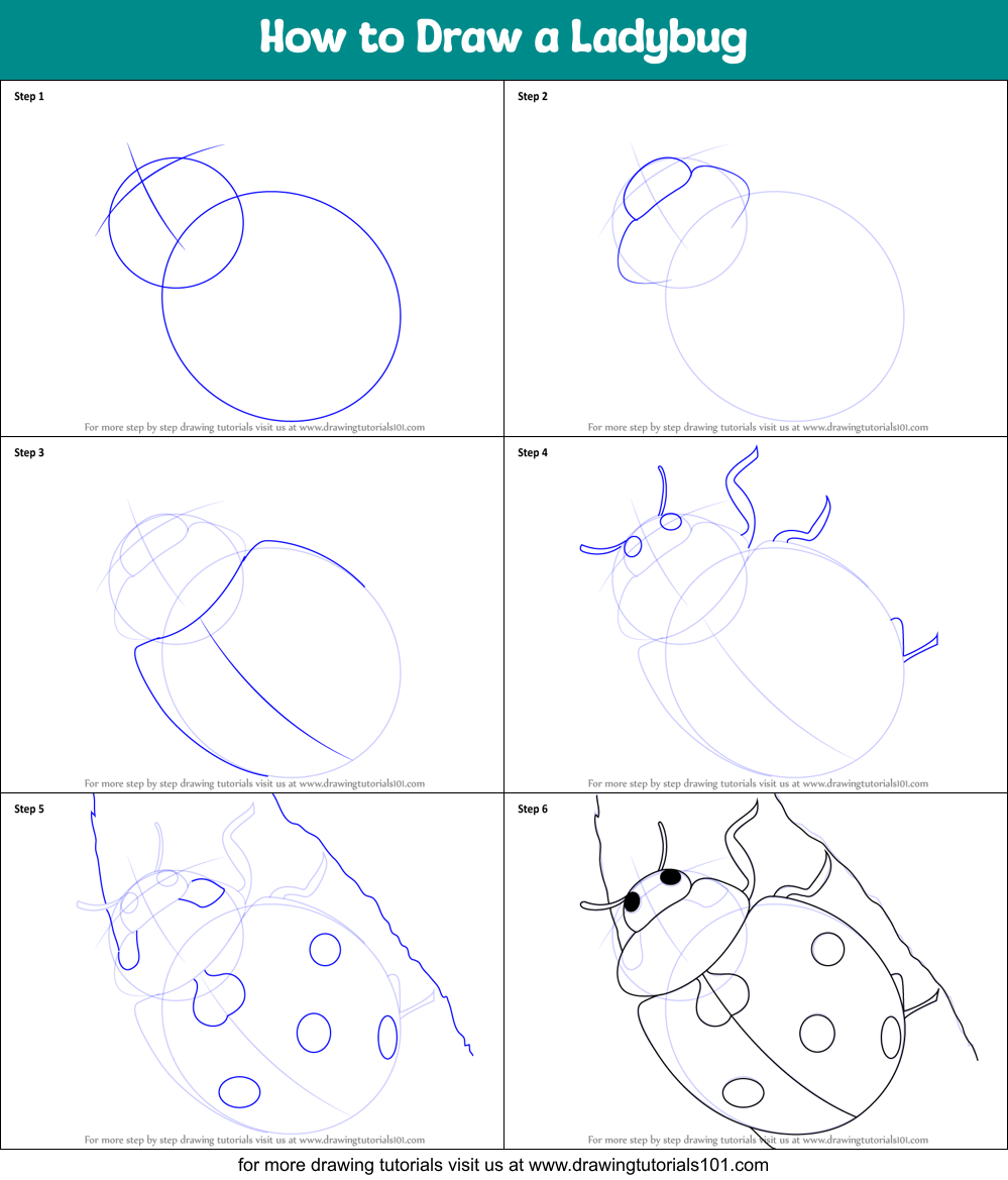 How to Draw a Ladybug printable step by step drawing sheet