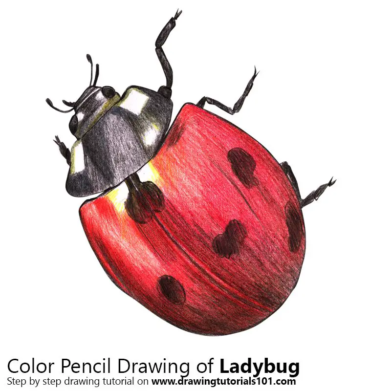 Buy Made-to-order Ladybug Pencil Drawing Online in India - Etsy