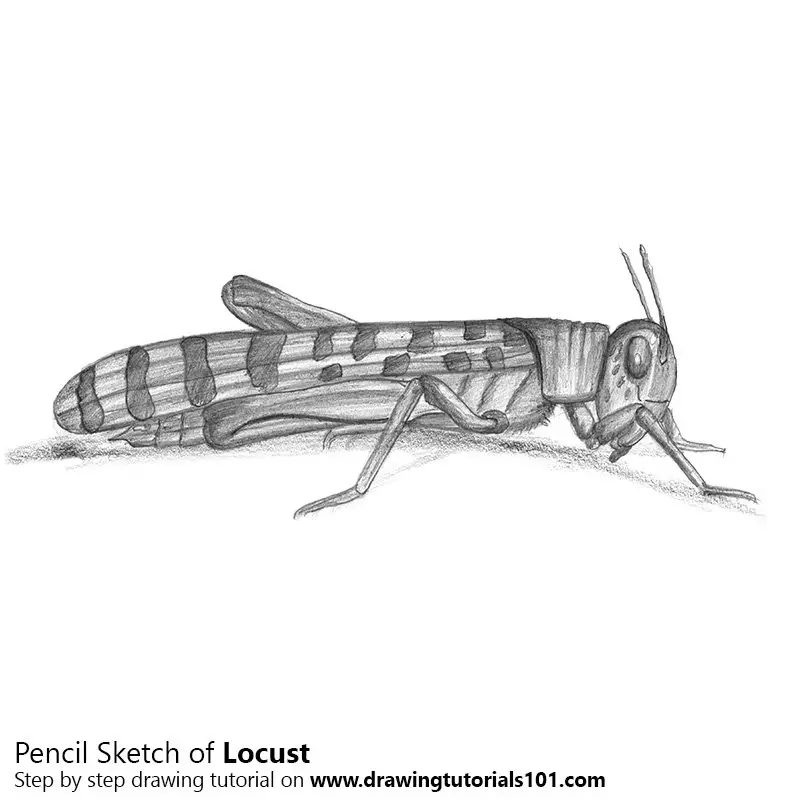 Pencil Sketch of Locust - Pencil Drawing