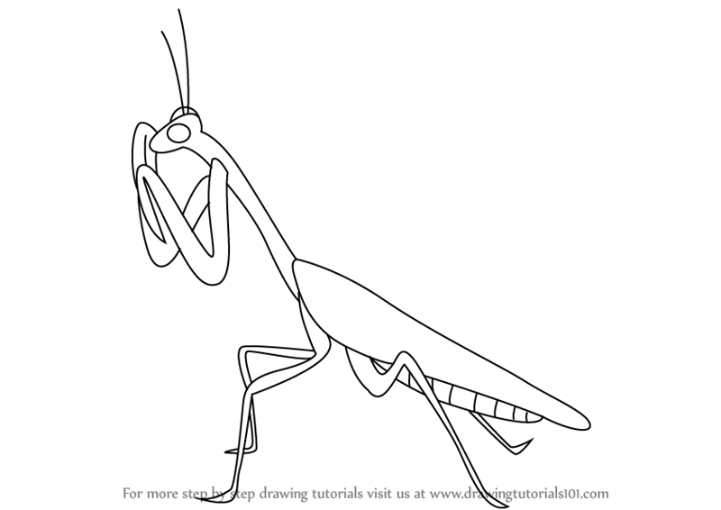 Learn How to Draw a Mantis (Insects) Step by Step : Drawing Tutorials