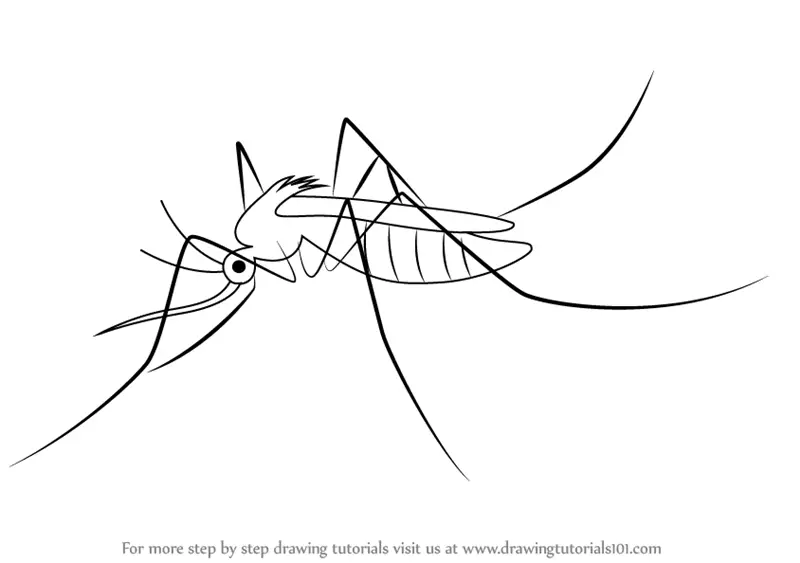 40+ Best Collections Easy Aedes Mosquito Drawing