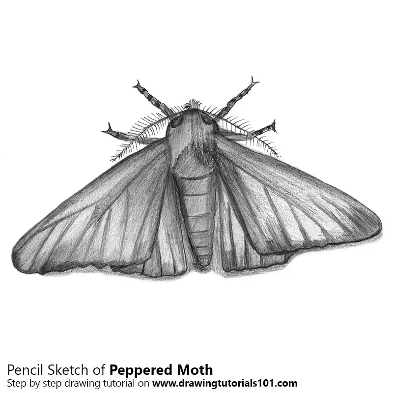 Pencil Sketch of Peppered Moth - Pencil Drawing