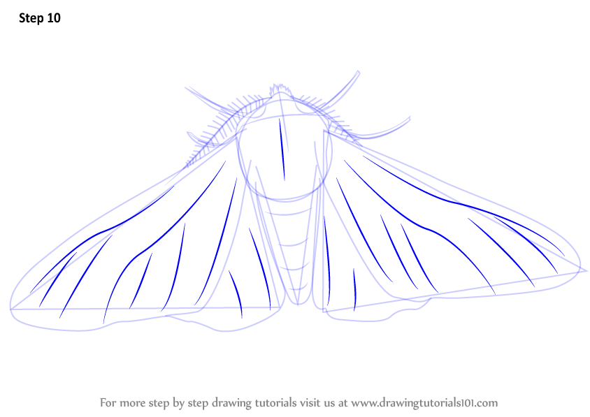 Learn How to Draw a Peppered Moth (Insects) Step by Step : Drawing