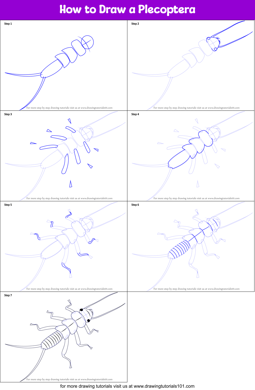 How to Draw a Plecoptera Printable Step by Step