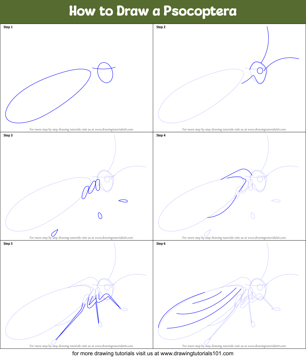 How to Draw a Psocoptera Printable Step by Step