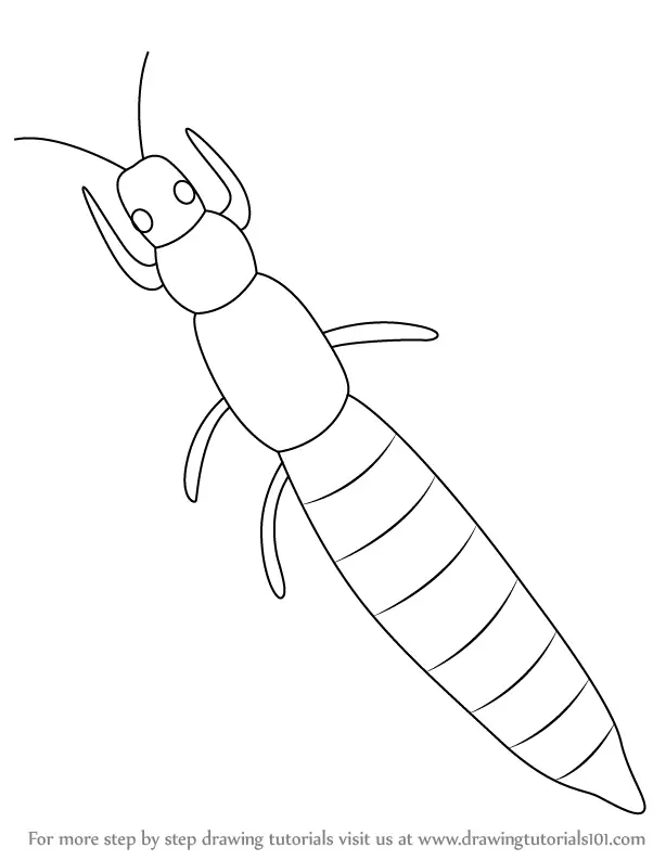 Learn How to Draw a Thrips (Insects) Step by Step : Drawing Tutorials
