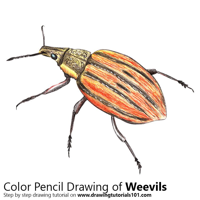How to Draw a Weevil by Color Pencils