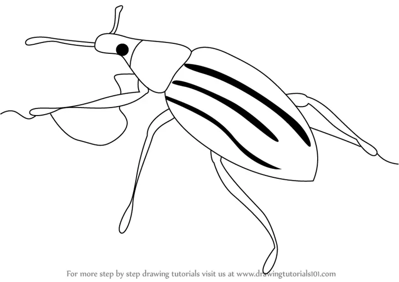 Download Step by Step How to Draw a Weevil : DrawingTutorials101.com