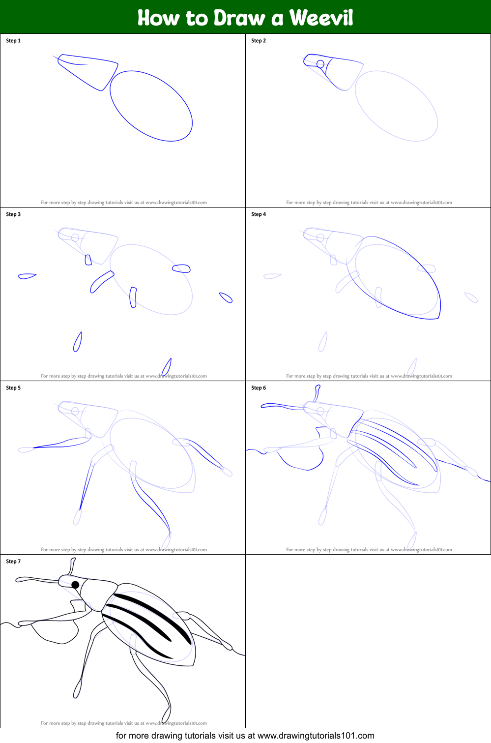 How to Draw a Weevil Printable Step by Step
