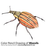 How to Draw a Weevil