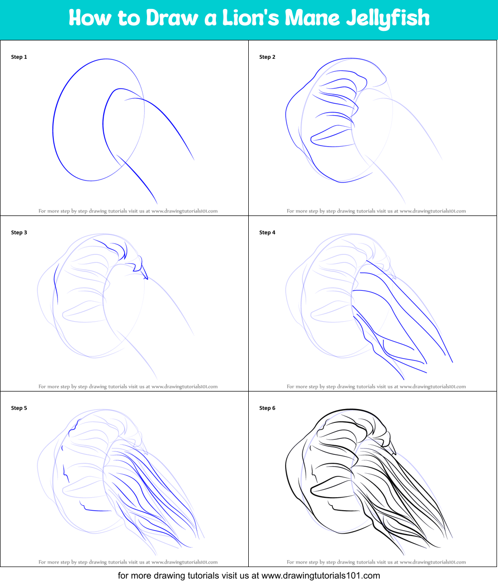 How to Draw a Lion's Mane Jellyfish Printable Step by Step