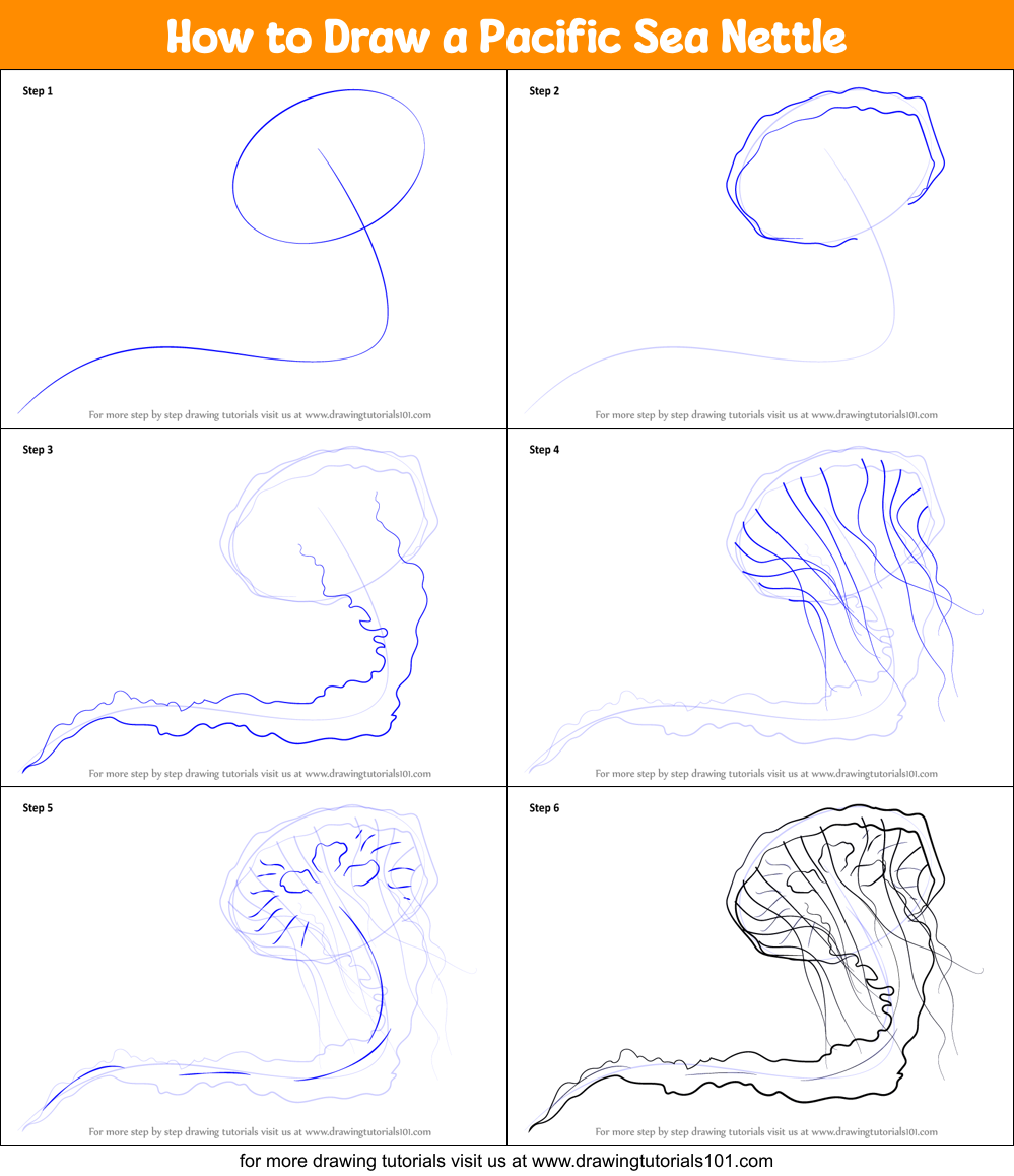 How to Draw a Pacific Sea Nettle Printable Step by Step