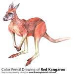 How to Draw a Red Kangaroo