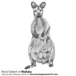 How to Draw a Wallaby