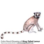 How to Draw a Ring-Tailed Lemur