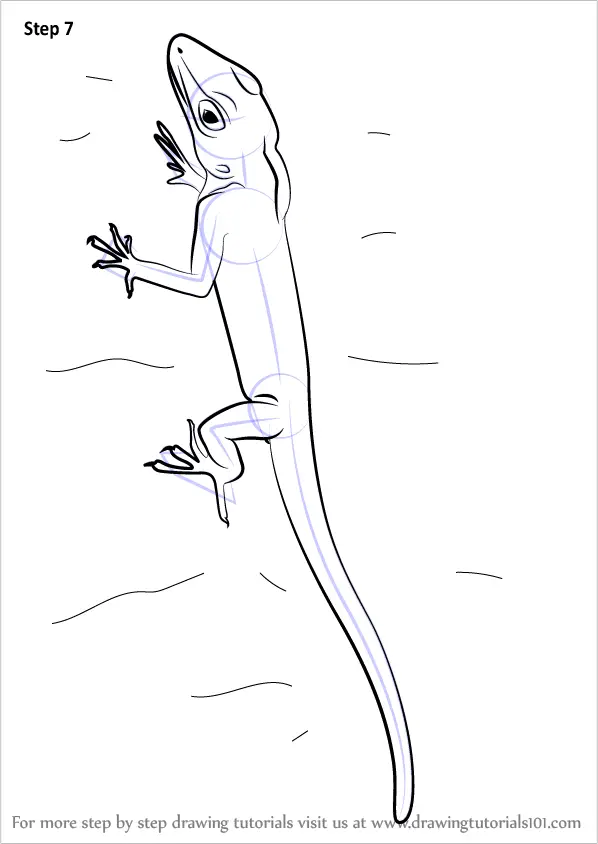 Learn How to Draw an Anolis (Lizards) Step by Step : Drawing Tutorials