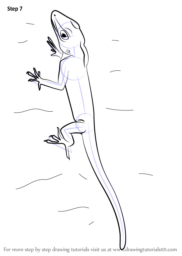 Learn How to Draw an Anolis (Lizards) Step by Step : Drawing Tutorials