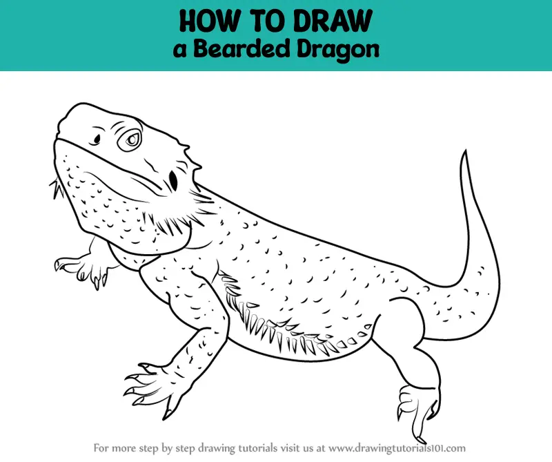 How to Draw a Bearded Dragon (Lizards) Step by Step ...