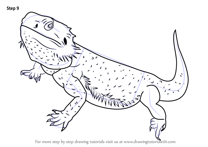 Learn How to Draw a Bearded Dragon (Lizards) Step by Step : Drawing